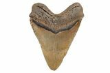 Fossil Megalodon Tooth - North Carolina #201757-2